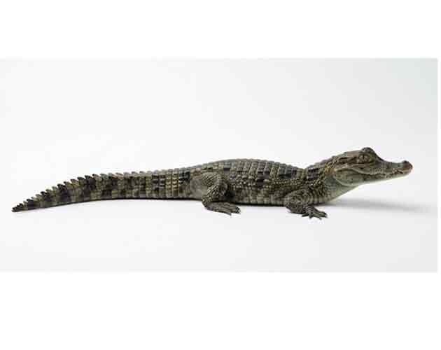 Un crocodile
